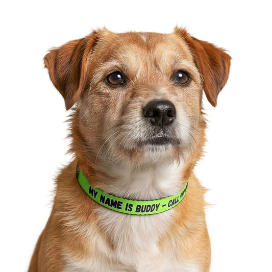 Personalized Pet Collar on a dog with reflective clip-on ID, bright lime band showing "MY NAME IS BUDDY - CALL ME"