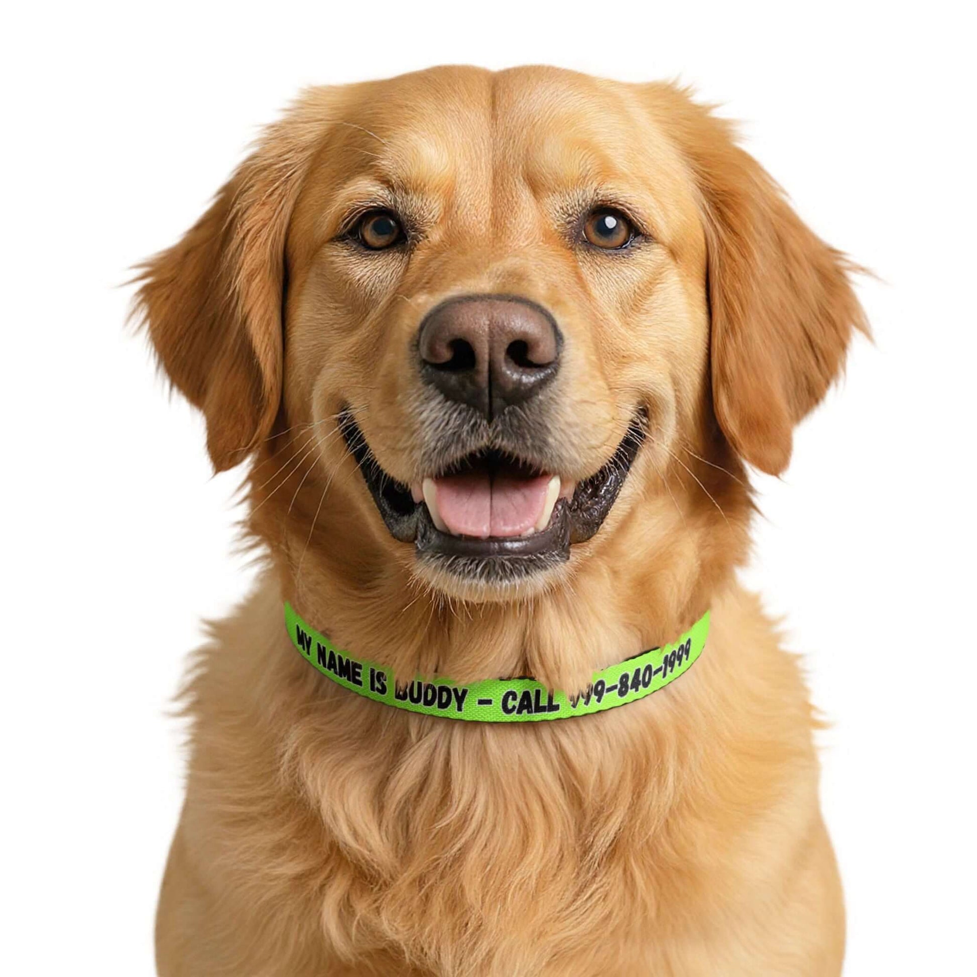 Personalized Pet Collar featuring a golden retriever wearing a bright lime collar, customizable with name and phone number.