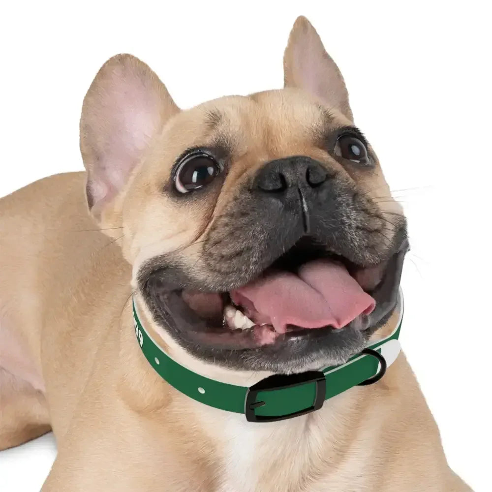 Personalized Pet Collar — Customize Dog Collars, Dog Accessories - The Best New Thing